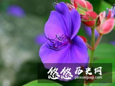 两宋男人簪花成瘾：鲜花不过瘾竟戴琉璃假花