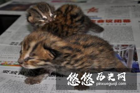 科学家发现的混元兽是什么物种 混元兽是什么动物