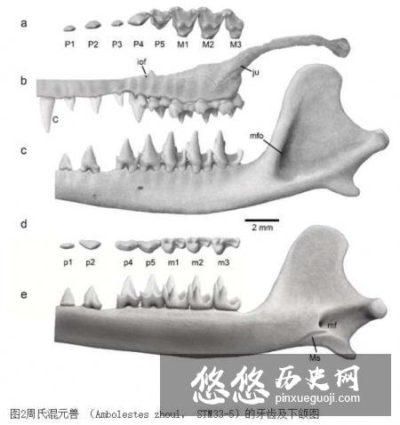 科学家发现的混元兽是什么物种 混元兽是什么动物