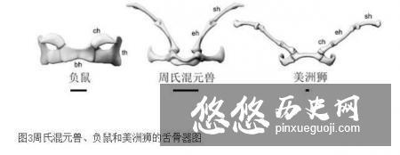 科学家发现的混元兽是什么物种 混元兽是什么动物