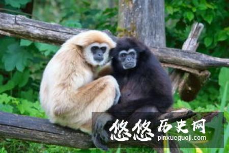 科学家发现的混元兽是什么物种 混元兽是什么动物