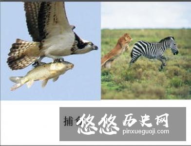 五禽戏的五禽是指哪五种动物？是谁创的？