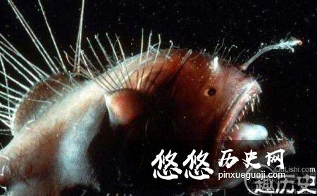 鮟鱇鱼或许是世界上最奇特也最迷人的海洋生物之一