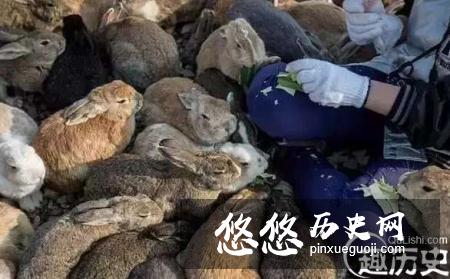 盘点世界上几个被动物统治的地方，人类不好入内