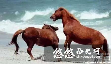 盘点世界上几个被动物统治的地方，人类不好入内