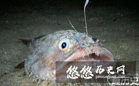 鮟鱇鱼或许是世界上最奇特也最迷人的海洋生物之一
