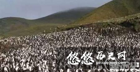 盘点世界上几个被动物统治的地方，人类不好入内