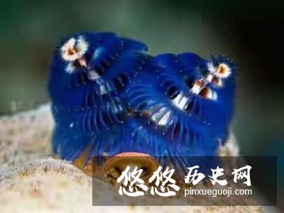 鮟鱇鱼或许是世界上最奇特也最迷人的海洋生物之一