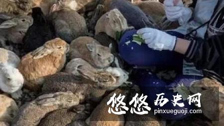 盘点世界上几个被动物统治的地方，人类不好入内