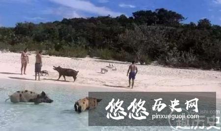 盘点世界上几个被动物统治的地方，人类不好入内