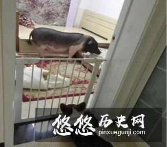 古代元宵趣闻：偷菜偷灯偷女人 这些随处可见